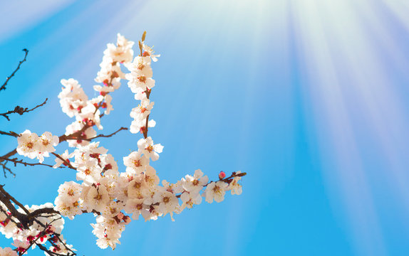 Light Spring Time Backround