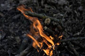 bonfire in the forest. Fire. Wood