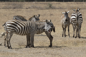 Fototapeta na wymiar Yawning zebra that stands in a small herd in a dry savannah on a hot day