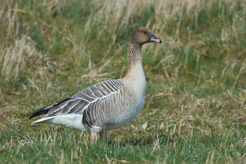 Pink-footed goose (Anser brachyrhynchus)