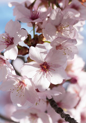 Cherry blossom closeup - white and pink