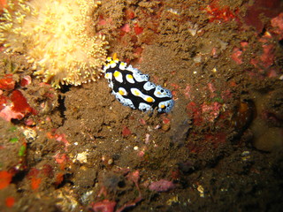 Nudibranchia