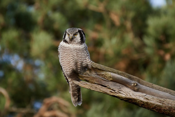 Northern hawk-owl (Surnia ulula)