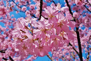 Blühende Scharlachkirsche