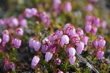 Arktische Blumen