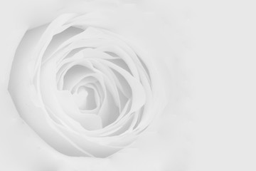 White Rose Background