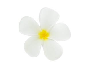 white Plumeria