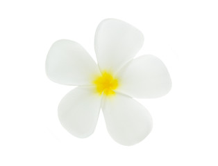 Obraz premium white Plumeria