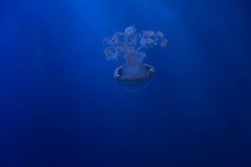 Jellyfish in the deep ocean