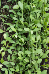 Close-up green leaf background of Dischidia nummularia Variegata (Asclepiadaceae) plant hanging over dark brown nature wall as pattern texture