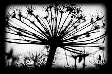 Sosnowskyi flowers, black and white silhouette