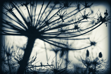 Dark dry Heracleum sosnowskyi flowers