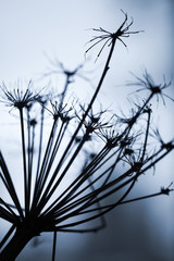 Dark dry Heracleum sosnowskyi flower, silhouette