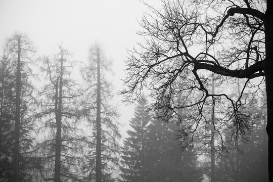 Fototapeta Foggy winter forest with bare trees, black and white