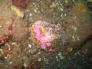 Scheibenanemone