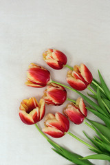 Bunch of red tulips lying on a light tablecloth. View from above. Place for your text. Copy space. Vertical format. Cut flowers.
