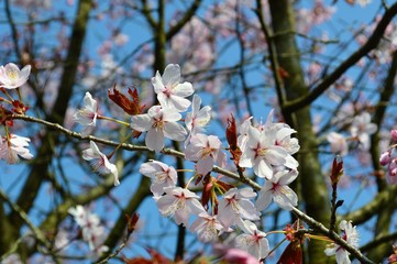 Colourful Spring blossom against a blue sky.