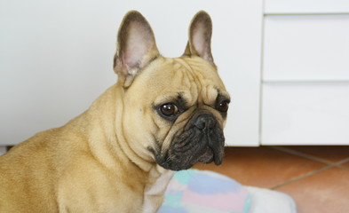 Obraz premium chien bouledogue français,sur sa couverture à la maison,portrait