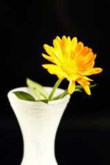 Fototapeta premium Orange flower, vase and black background