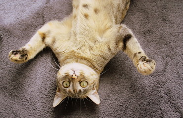 chat allongé,pattes en l'air