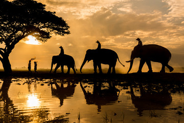 Fototapeta na wymiar Working elephants following two childs