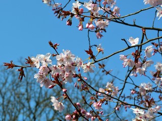 Colourful Spring blossom against a blue sky.