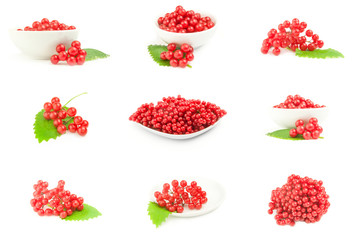Set of branch ripe viburnum isolated on a white background with clipping path