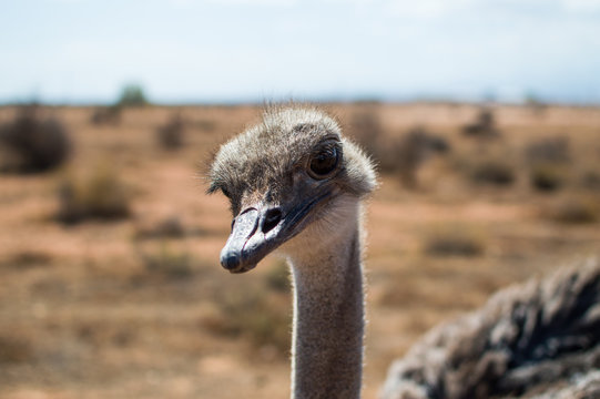 Face to Face with an Ostrich – Close Up on an Ostrich Farm in South Africa