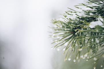 Pine tree with a macro dew on it
