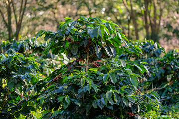 Coffee tree with coffee bean on cafe plantation
