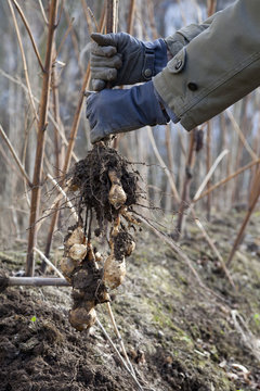 Germany , Leipzig, Person is harvesting sunroots