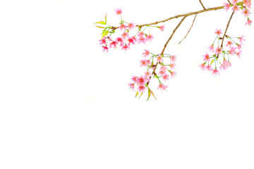 Pink Cherry blossom, sakura flowers isolated on white background