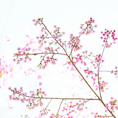 Pink Cherry blossom, sakura flowers isolated on white background