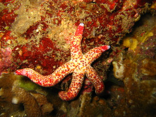 Seastar