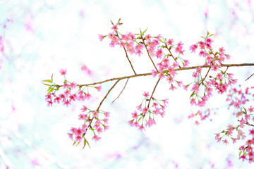 Pink Cherry blossom, sakura flowers isolated on white background