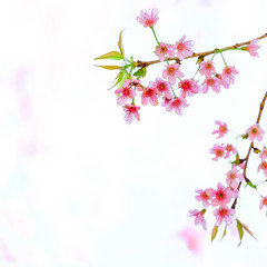 Pink Cherry blossom, sakura flowers isolated on white background