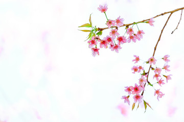 Pink Cherry blossom, sakura flowers isolated on white background