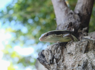 The scientific name is skink Scincidae reptile vertebrate. Close up of a Skink open mouth and threaten on the Trunk of a Tree with bokeh tree. (Eutropis multifasciata)