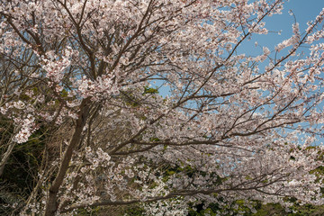 常盤公園の桜