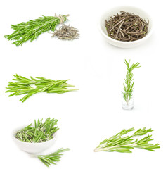 Group of rosemary