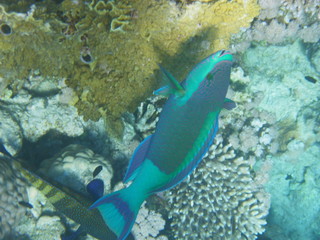 pesce pappagallo © paolo