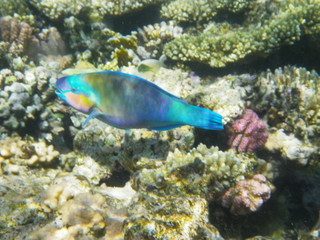 pesce pappagallo © paolo