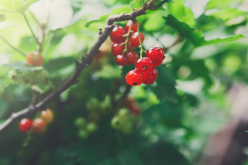 Red currant on a bush closeup, summer garden