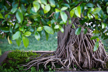 bonsai centenaire detail tronc