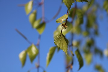 Birch trees in spring 