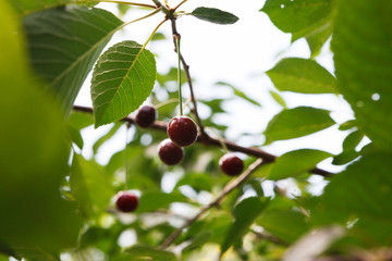 Red cherries tree branch closeup, summer garden