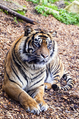 Relaxing tiger