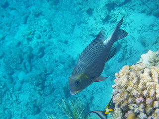 barriera corallina e pesci © paolo
