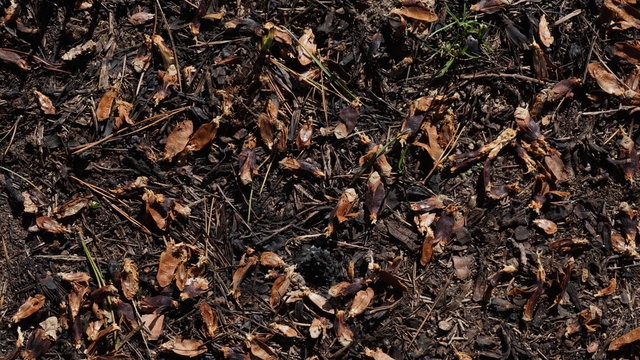 Background Of Forest Floor With Wood Chips, Sprigs, Leafs, Grass And Shredded Pine Cones