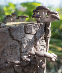 Forest mushrooms in the grass. Growing mushrooms on the stump on the green blurred background. Beautiful mushroom in forest in morning. Magic forest and toadstools.